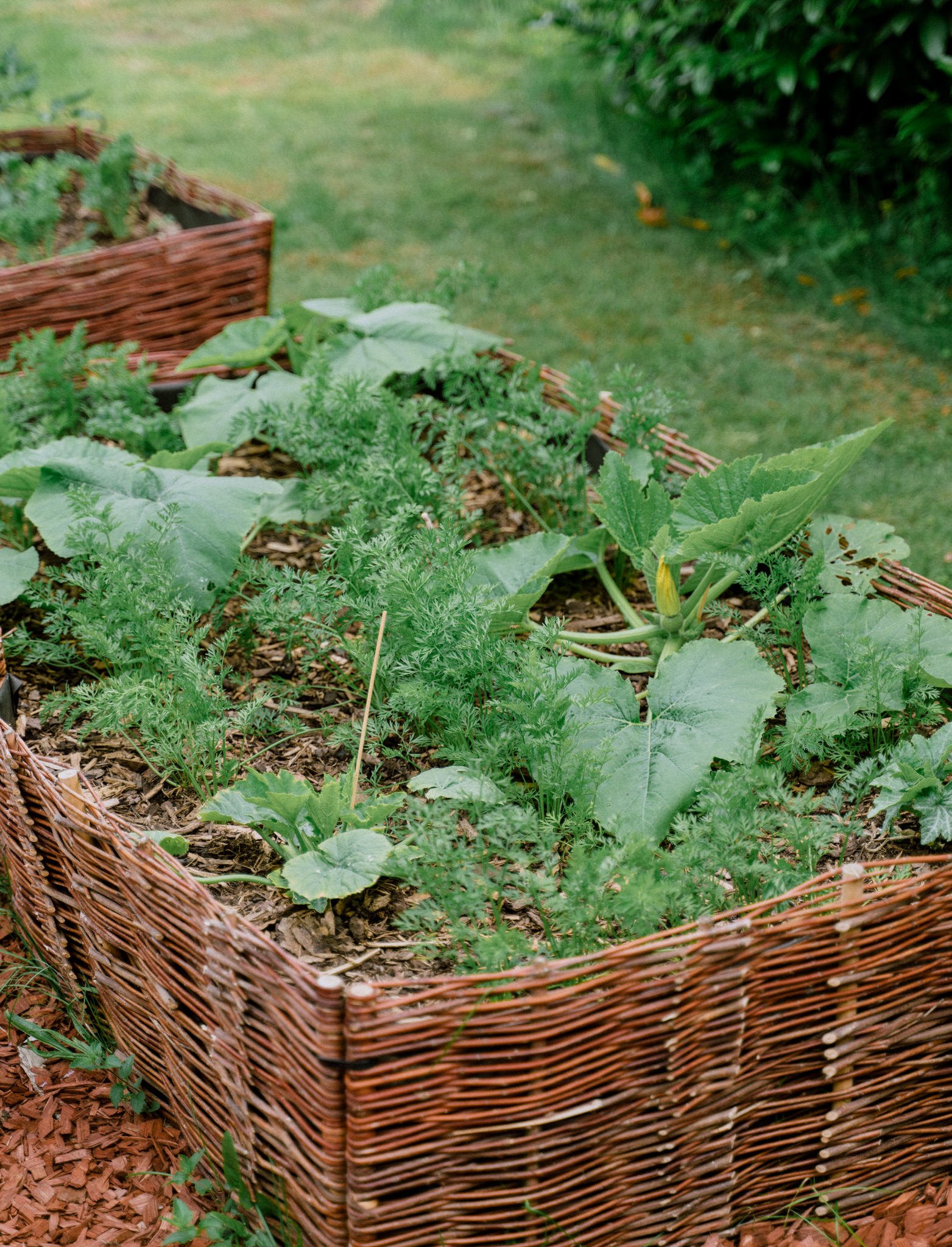Transforming My Empty Backyard into a Heavenly Vegetable Garden